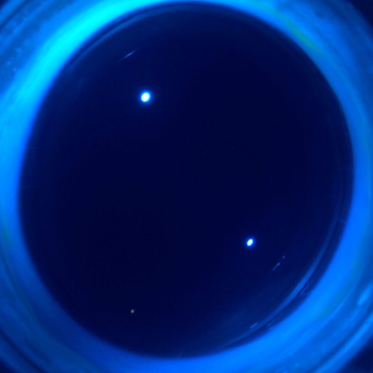 Makroskopisches Bild einer Kaninchencornea unter Cobalt Licht